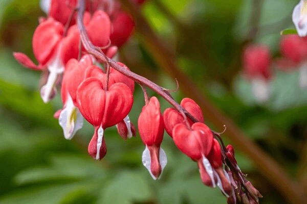 Red Lamprocapnos Flower Seeds - Heirloom Non GMO High Germination Flower Seeds for Home Garden Planting