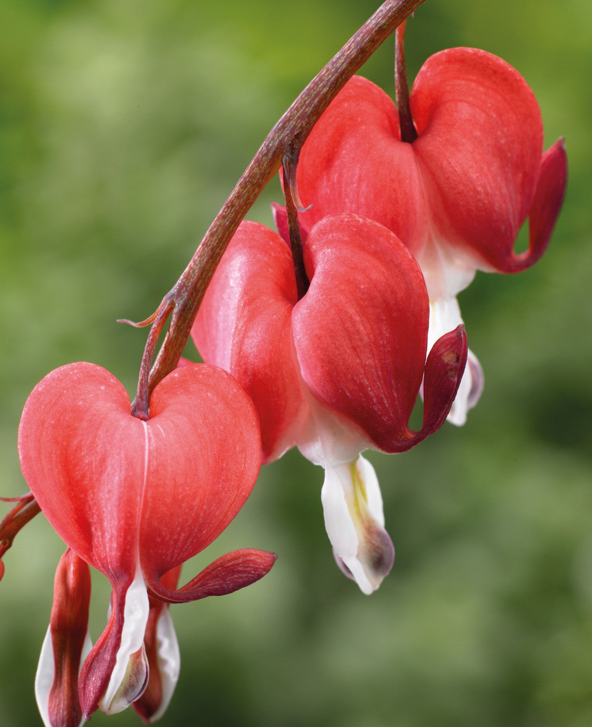 Red Lamprocapnos Flower Seeds - Heirloom Non GMO High Germination Flower Seeds for Home Garden Planting