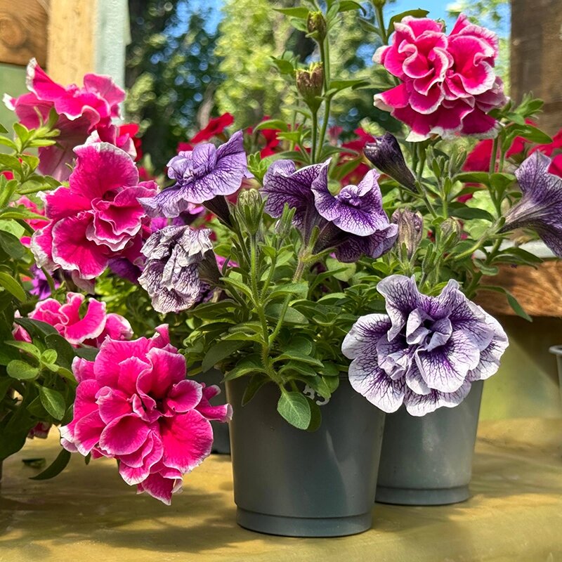 Double Petunia Flower Seeds