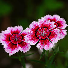 Mixed Dianthus Flower Seeds for Planting Heirloom Non-GMO High Germination Organic Garden Seeds Rare Blooms - Heirloom