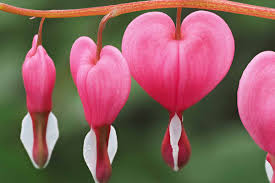 Mixed Dicentra Spectabilis Flower Seeds for Planting Heirloom Non-GMO High Germination Organic Garden Seeds - Heirloom