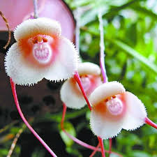 Dracula Simia Flower
