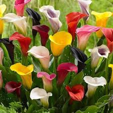 Mixed Calla Lily Flower Seeds
