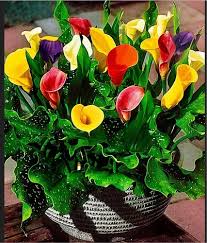 Mixed Calla Lily Flower Seeds
