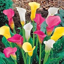 Mixed Calla Lily Flower Seeds