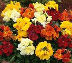 Mixed Erysimum Flower Seeds for Planting Heirloom Non-GMO High Germination Organic Garden Seeds Colorful Blooms