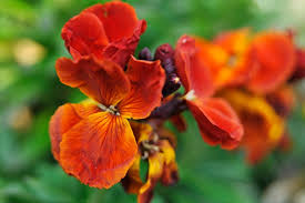 Mixed Erysimum Flower Seeds for Planting Heirloom Non-GMO High Germination Organic Garden Seeds Colorful Blooms