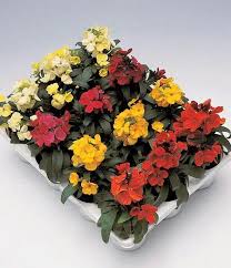 Mixed Erysimum Flower Seeds for Planting Heirloom Non-GMO High Germination Organic Garden Seeds Colorful Blooms