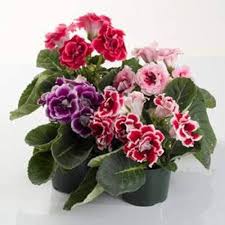 Mixed Gloxinia Flower Seeds