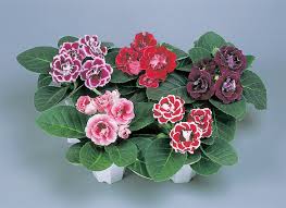 Mixed Gloxinia Flower Seeds