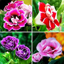 Mixed Hedychium Flower Seeds for Planting Heirloom Non-GMO High Germination Organic Garden Seeds Rare Tropical Blooms -