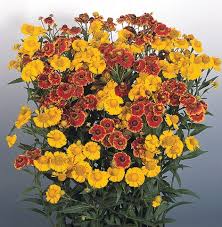 Mixed Helenium Flower Seeds