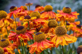 Mixed Helenium Flower Seeds for Planting Heirloom Non-GMO High Germination Organic Garden Seeds Colorful Blooms -