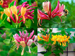 Mixed Honeysuckle Flower Seeds Colorful Blooms - Heirloom Non GMO High Germination Organic Garden Seeds for