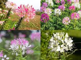 Mixed Honeysuckle Flower Seeds Colorful Blooms - Heirloom Non GMO High Germination Organic Garden Seeds for