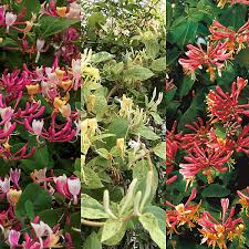 Mixed Honeysuckle Flower Seeds Heirloom Non-GMO High Germination Organic Garden Seeds for Colorful Climbing Blooms - Hei