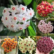 Mixed Hoya Carnosa Flower Seeds Rare Blooming Plants Balcony and Patio Gardening Seeds for Planting Heirloom Non-GMO -