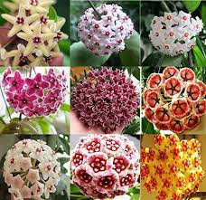 Mixed Hoya Flower Seeds Heirloom Non-GMO High Germination Organic Garden Seeds for Planting Colorful Garden - Heirloom N