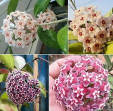 Mixed Hoya Flower Seeds