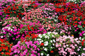 Mixed Impatiens Flower Seeds Exotic Flowering Plants Heirloom Non-GMO High Germination Organic Garden Seeds - Heirloom N