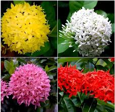 Mixed Ixora Flower Seeds Colorful Landscape - Heirloom Non GMO High Germination Organic Garden Seeds for