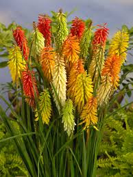 Mixed Kniphofia Flower Seeds