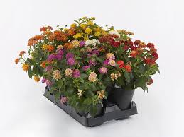 Mixed Lantana Flower Seeds Colorful Backyard Beauty - Heirloom Non GMO High Germination Organic Garden Seeds for