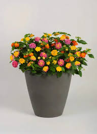 Mixed Lantana Flower Seeds Colorful Backyard Beauty - Heirloom Non GMO High Germination Organic Garden Seeds for