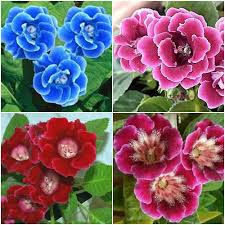 Mixed Bonsai Gloxinia Flower Seeds