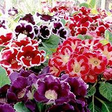Mixed Bonsai Gloxinia Flower Seeds Heirloom Non - Heirloom Non GMO Flower Seeds, Premium High Germination Garden Plantin