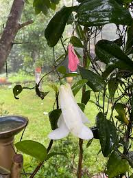 Mixed Lapageria Flower Seeds