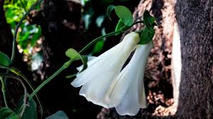Mixed Lapageria Flower Seeds