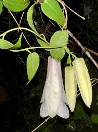 Mixed Lapageria Flower