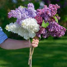 Mixed Lilac Flower Seeds for Planting Heirloom Non-GMO High Germination Organic Garden Seeds Rare Blooming Plants