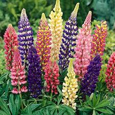 Mixed Lupine Flower Seeds Colorful Blooms - Heirloom Non GMO High Germination Organic Garden Seeds for