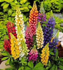 Lupine Flower Seeds Mixed Easy Grow Blossoms for Home Garden Decoration Heirloom Non-GMO High Germination - Heirloom