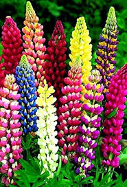 Lupine Flower Seeds