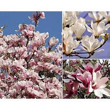 Mixed Magnolia Flower Seeds Exotic Flowering Plants for Backyard Beauty Heirloom Non-GMO High Germination Seeds for