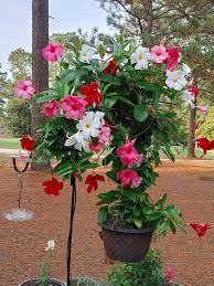 Mixed Mandevilla Flower Seeds Easy Grow Blossoms Home Garden Decoration Heirloom Non-GMO High Germination Seeds for