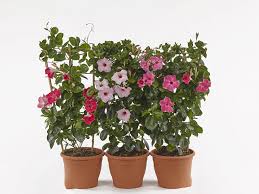 Mixed Mandevilla Flower Seeds Easy Grow Blossoms Home Garden Decoration Heirloom Non-GMO High Germination Seeds for