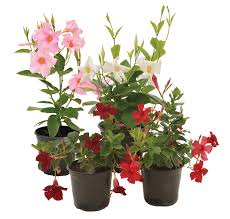 Mixed Mandevilla Flower Seeds