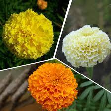 Mixed Marigold Flower Seeds Colorful Blooms - Heirloom Non GMO High Germination Organic Garden Seeds for