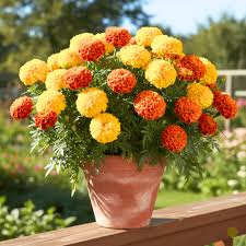 Mixed Marigold Flower Seeds Colorful Blooms - Heirloom Non GMO High Germination Organic Garden Seeds for