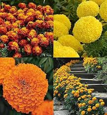 Mixed Marigold Flower Seeds