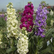 Mixed Matthiola Incana Flower Seeds Rare Blooming Plants Balcony and Patio Gardening Heirloom Non-GMO High Germination