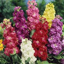 Mixed Matthiola Incana Flower Seeds