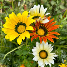 Mixed Gazania Flower Seeds Premium Floral Seeds Decorative Outdoor Landscapes Heirloom Non-GMO High Germination Seeds