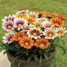 Mixed Gazania Flower Seeds Premium Floral Seeds Decorative Outdoor Landscapes Heirloom Non-GMO High Germination Seeds