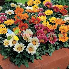 Mixed Gazania Flower Seeds