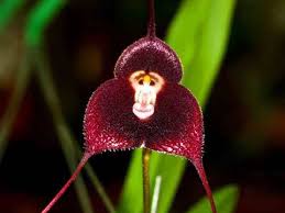 Mixed Monkey Face Orchid Flower Seeds Premium Floral Seeds Decorative Outdoor Landscapes Heirloom Non-GMO Seeds